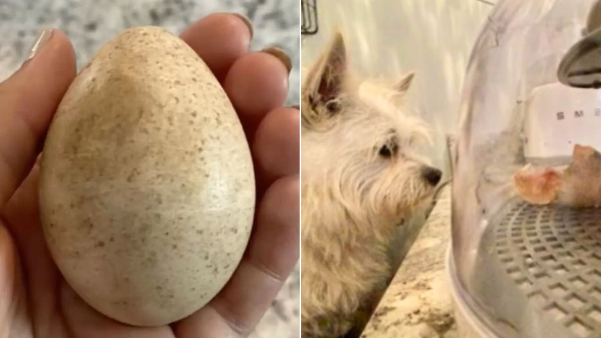 Pup Finds A Mysterious Egg