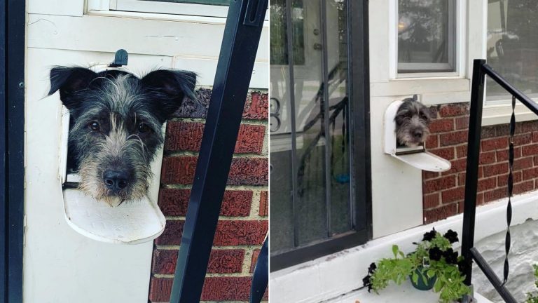 Pup Sticks His Head Out Of The Mailbox