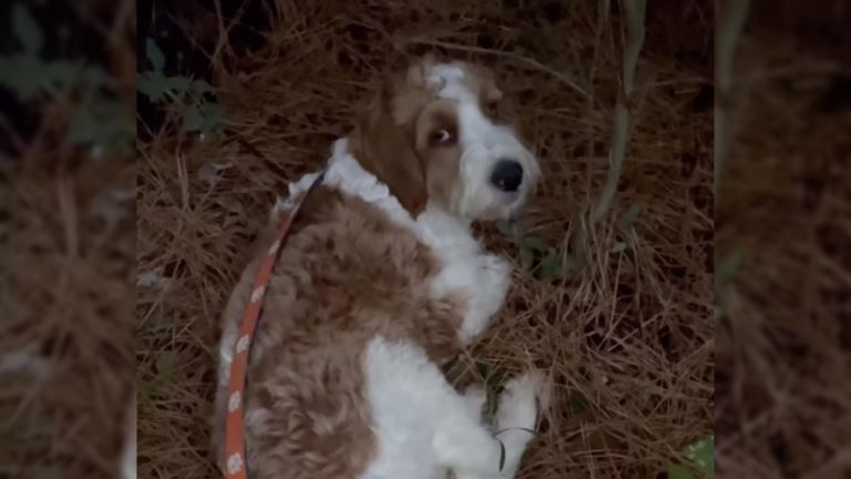 pup on pine