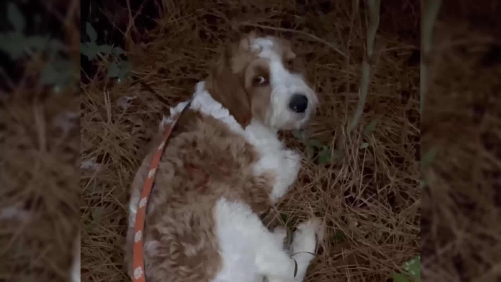 Pup That Used To Sleep On Pine Needles Finally Allows Hoomans To Rescue Him