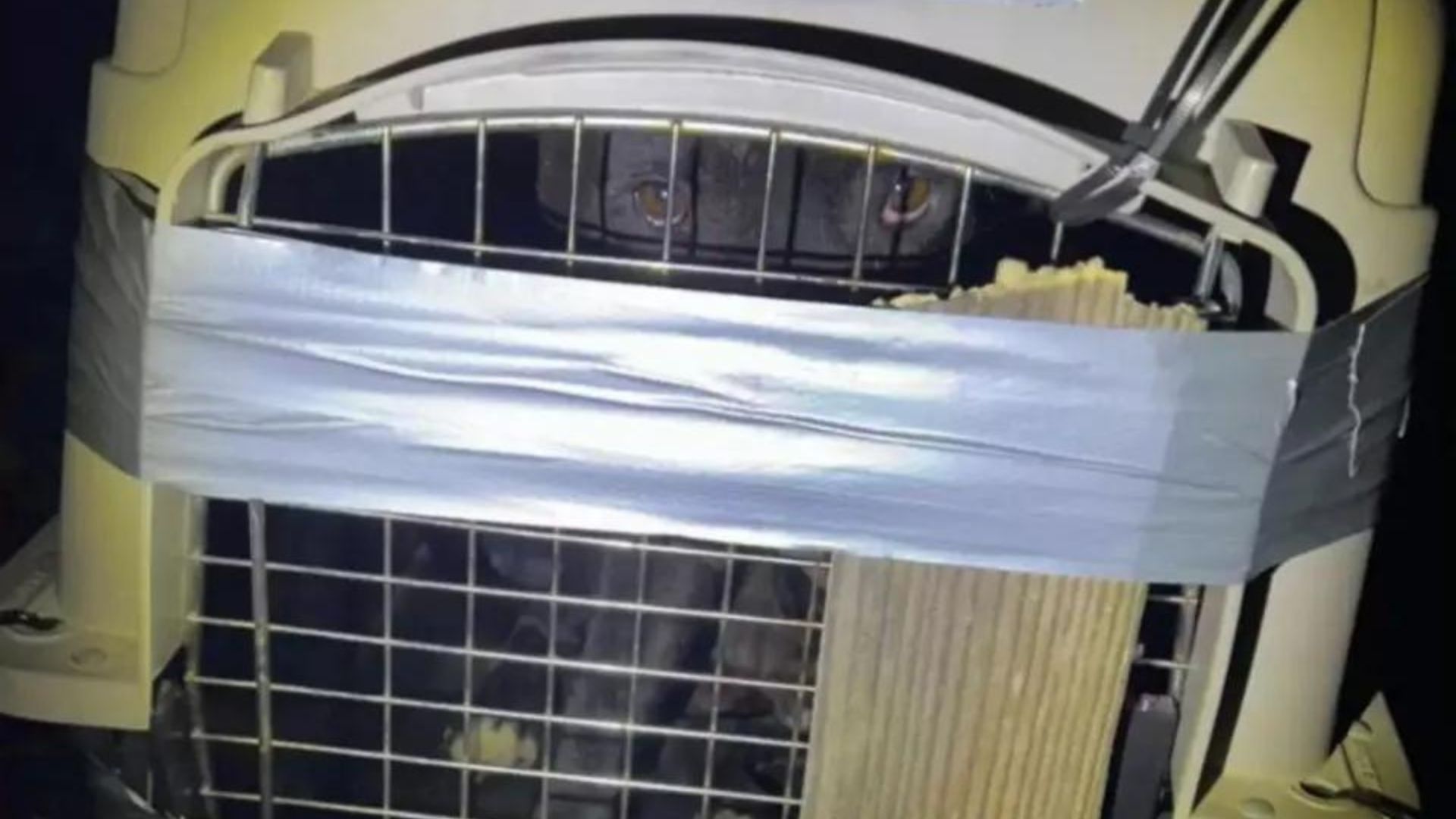 black pup trapped in a duct-taped crate