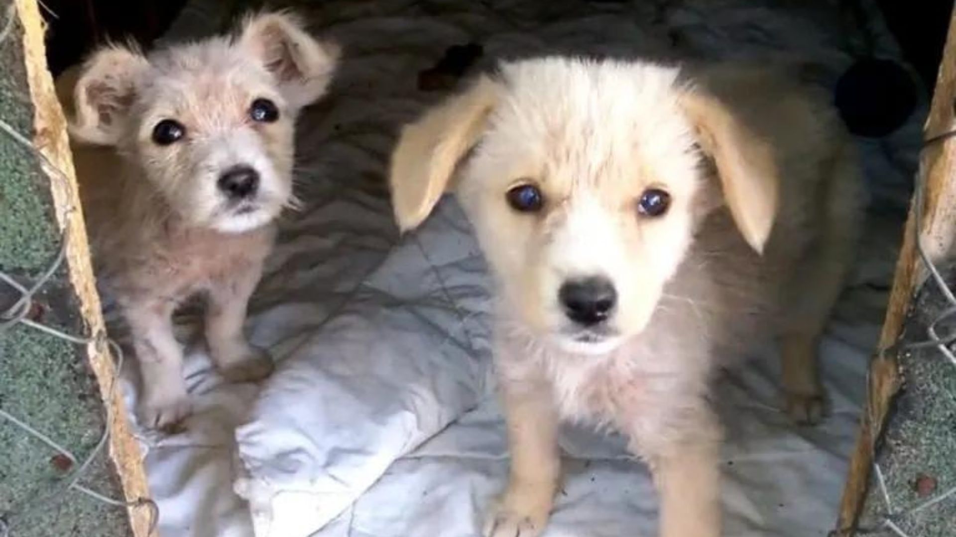 two small white puppies looking up