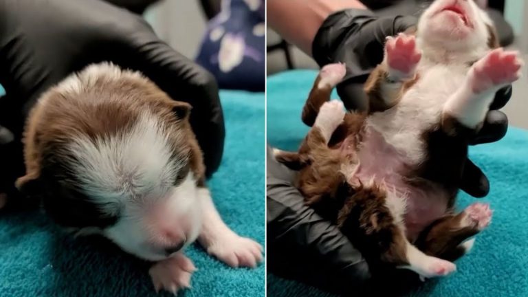 puppy with six legs and two tails