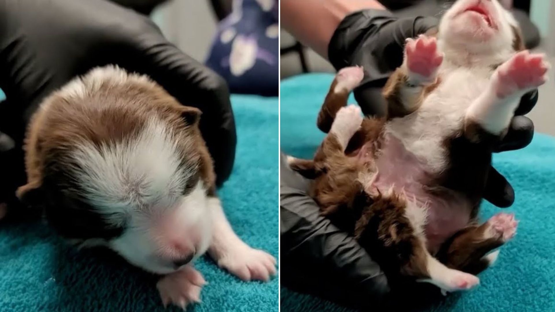 Puppy Born With 6 Legs Keeps Surprising People With Her Cheerfulness