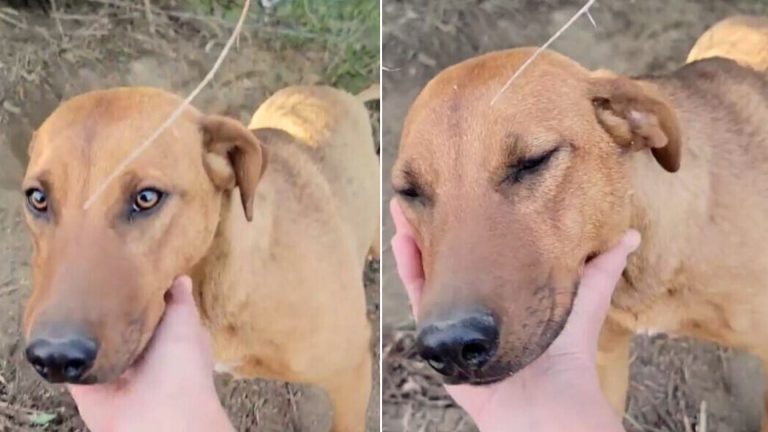a person cuddling a dog
