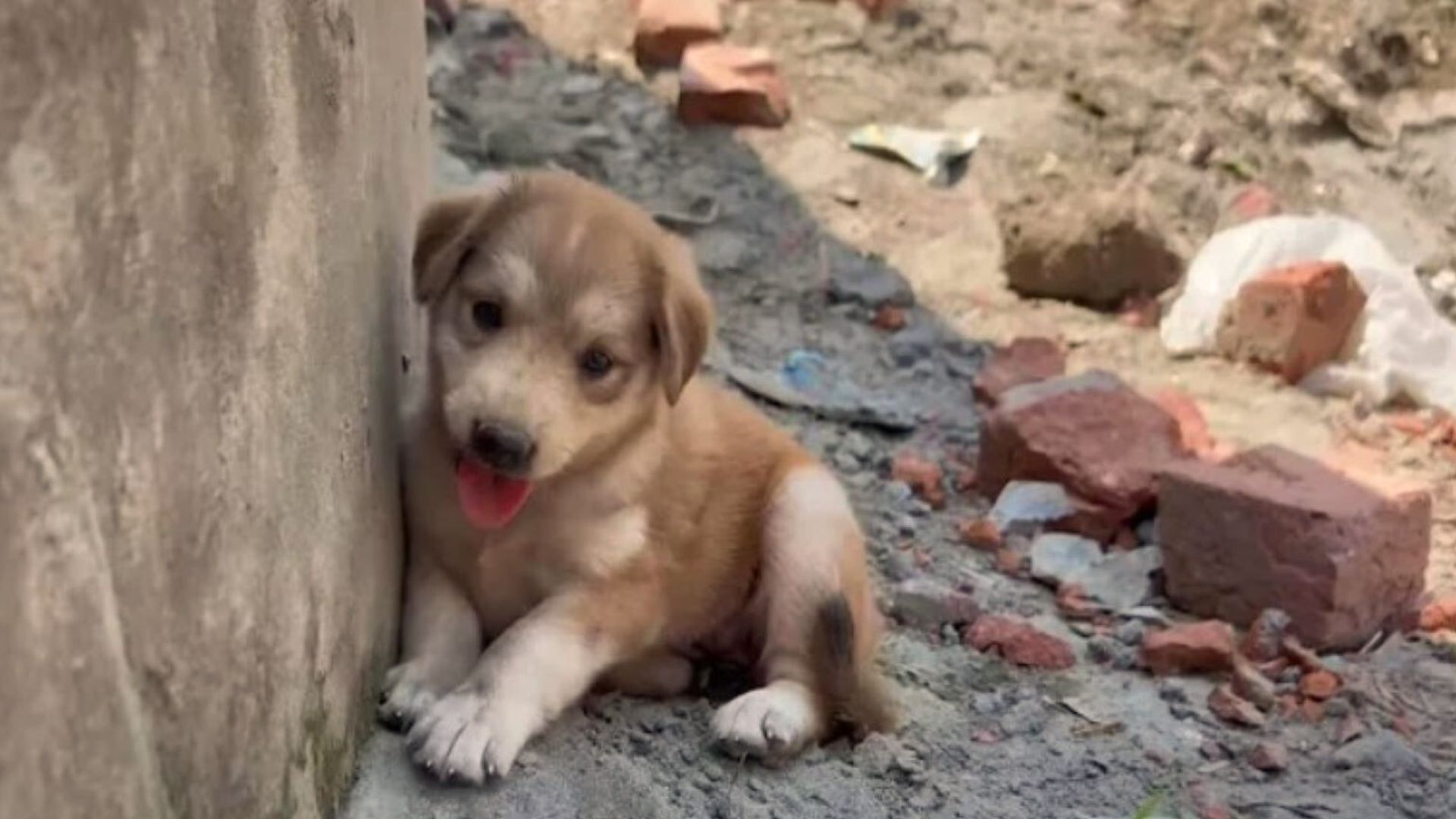 rescued puppy