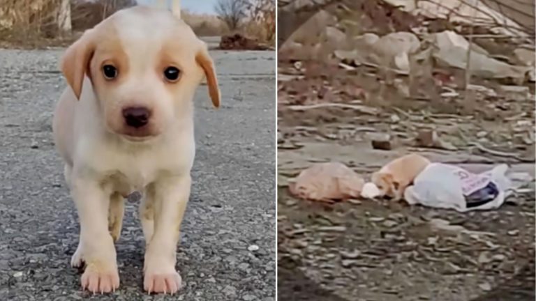puppy rescued from the trash
