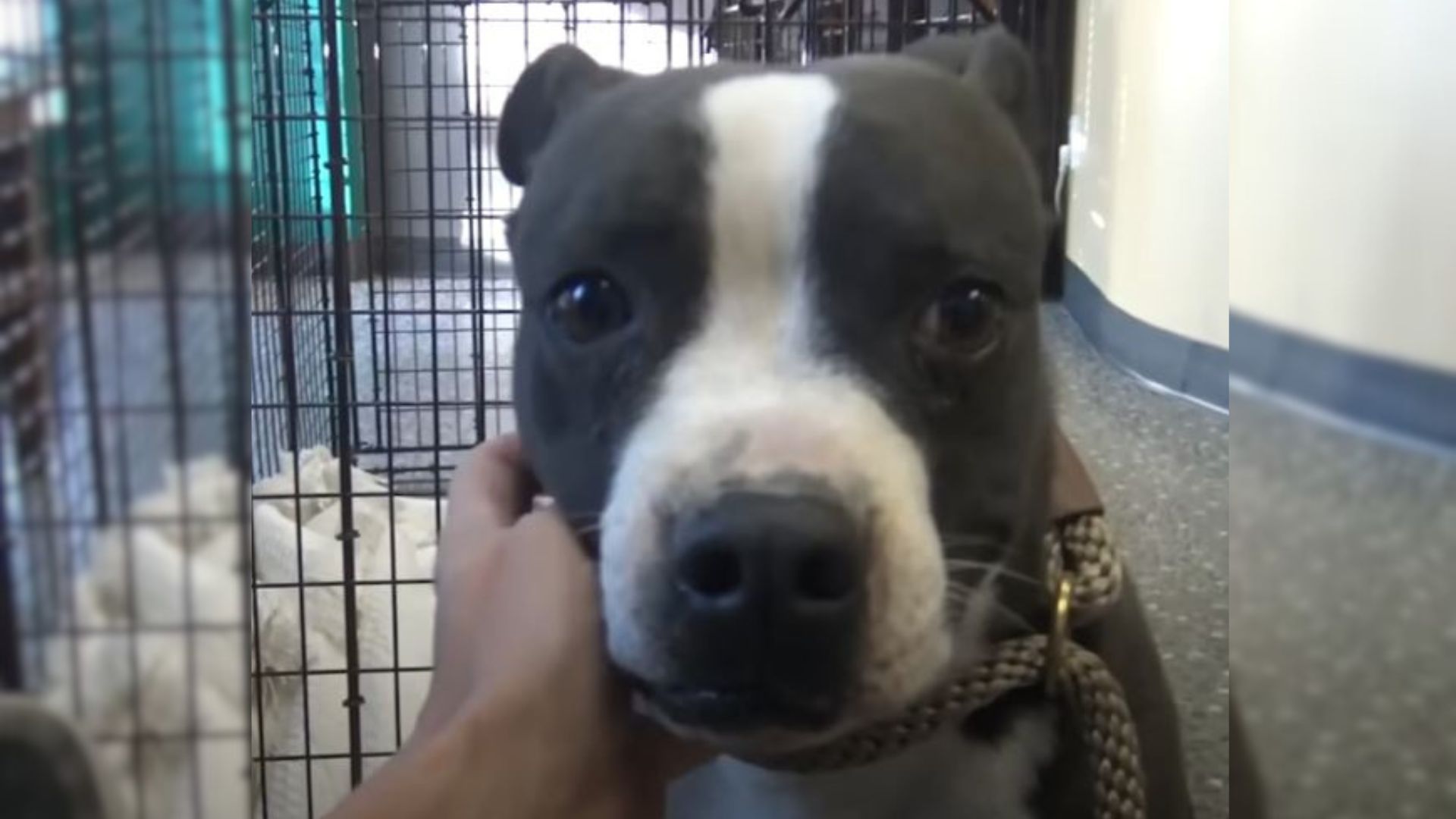 close-up photo of the rescue dog