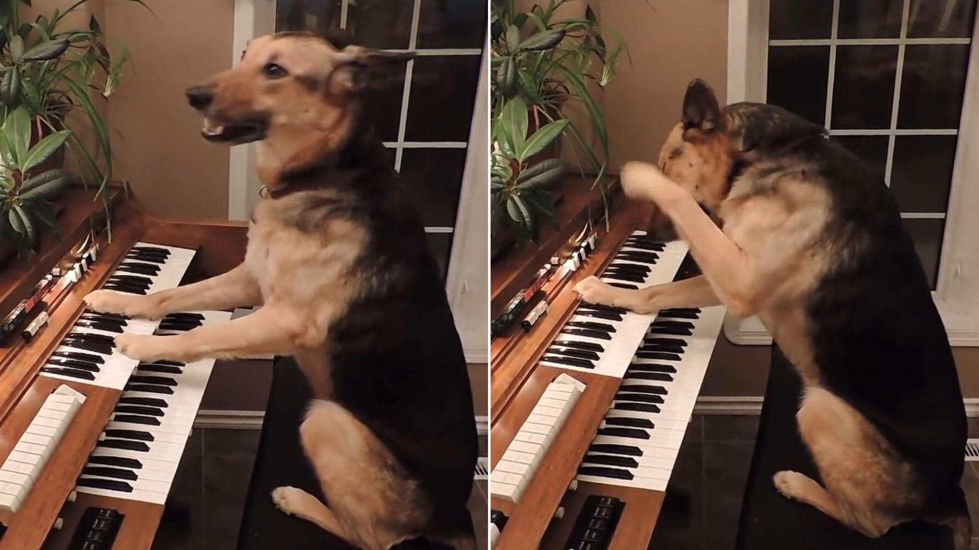 german shepherd dog plays the piano