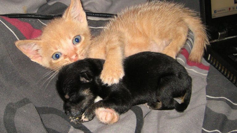 Rescue Kitten Adopts Orphaned Puppy