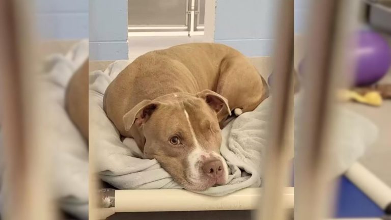 rescued dog lying down