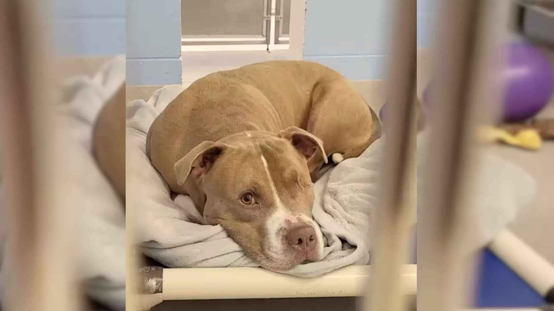 rescued dog lying down