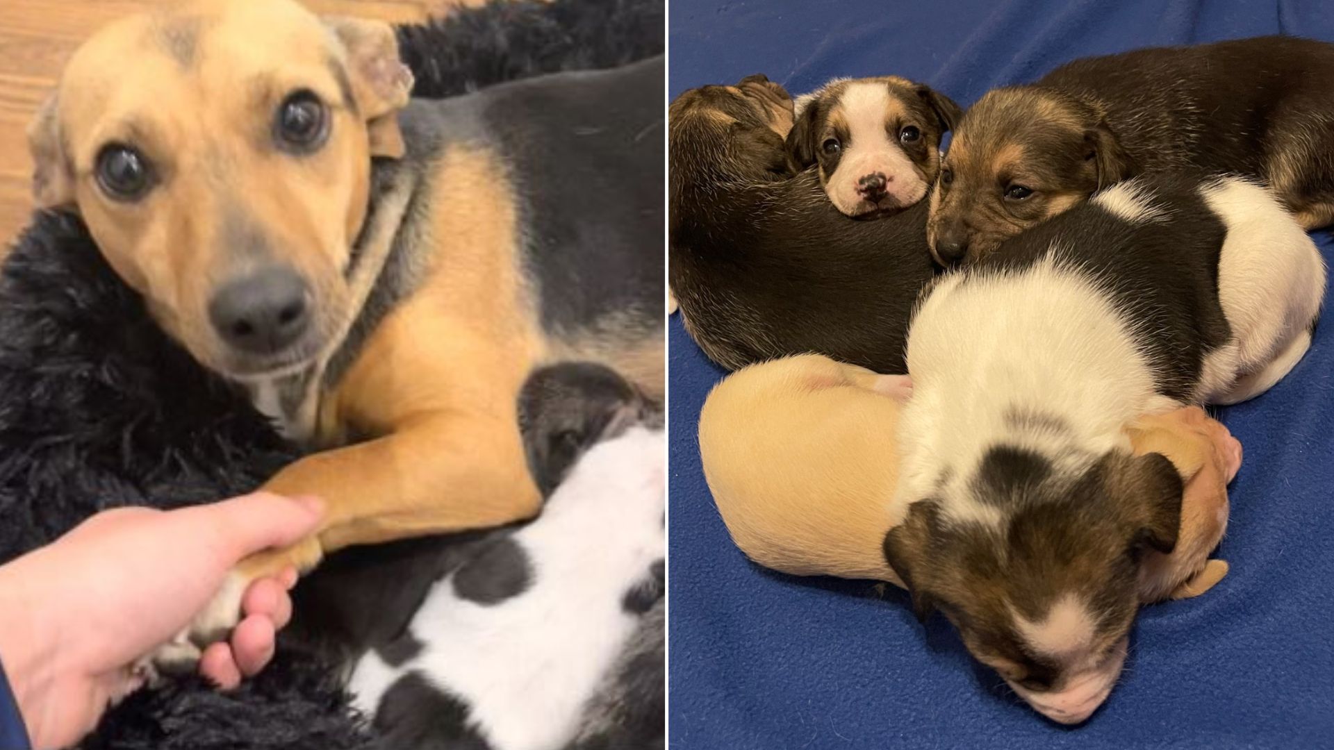 Rescued Mama Dog Loves Having Her Paw