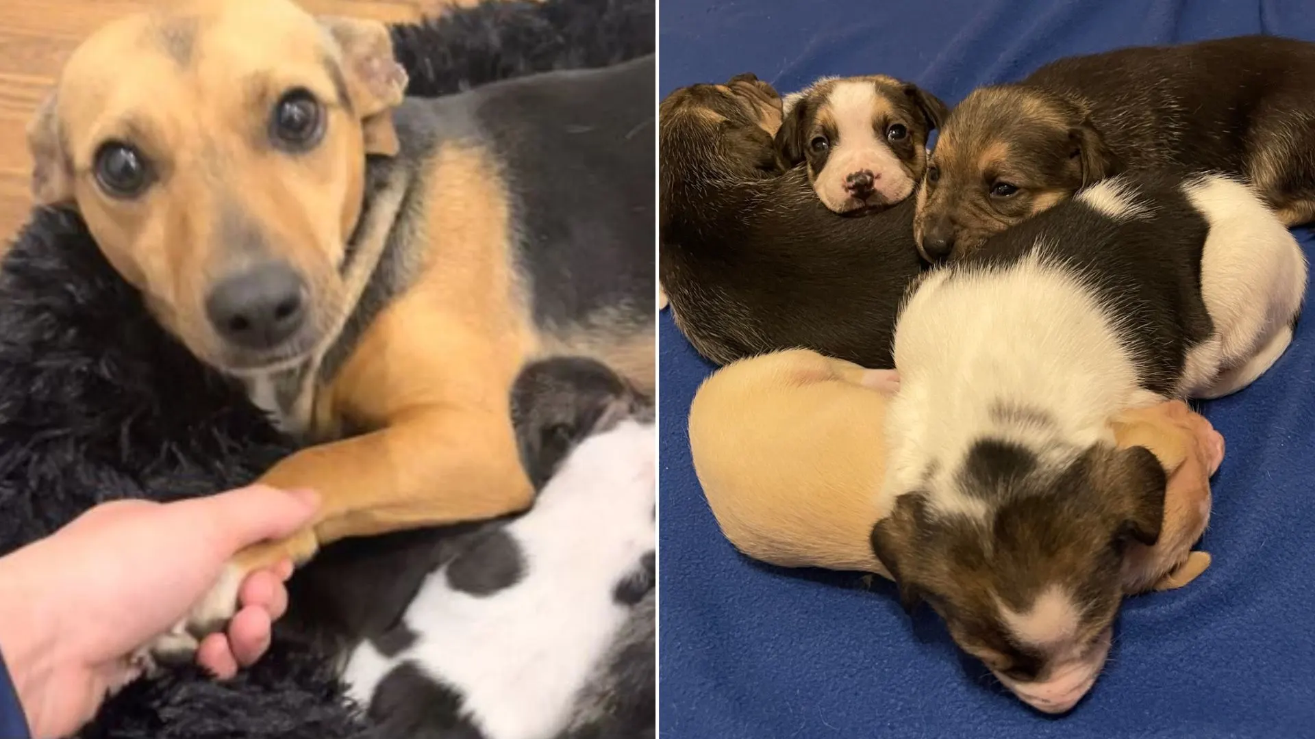 A mamá perra rescatada le encanta que le carguen la pata mientras cuida a sus bebés