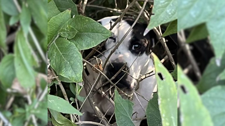 Dog in the bushes