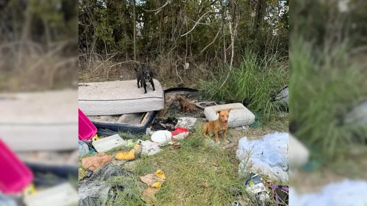 Rescuers Called To Save Two Dogs Only To Be Surprised By What They Saw
