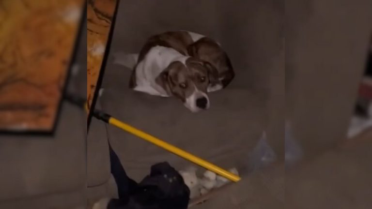 photo of the stray dog