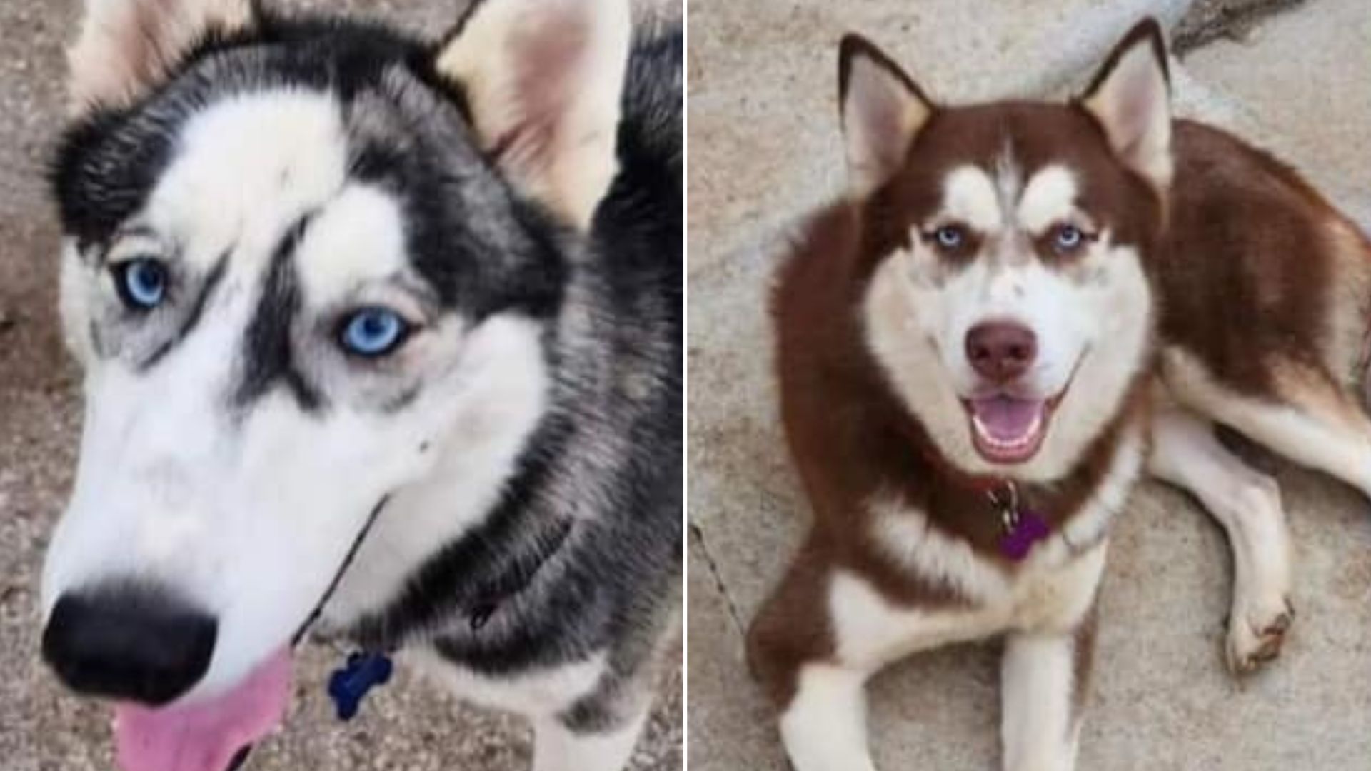husky abandoned dog