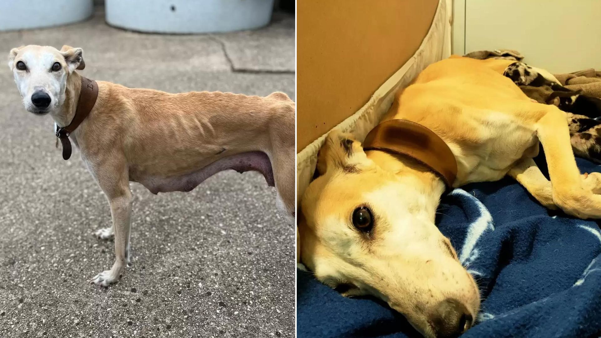 Skinny dog on lose