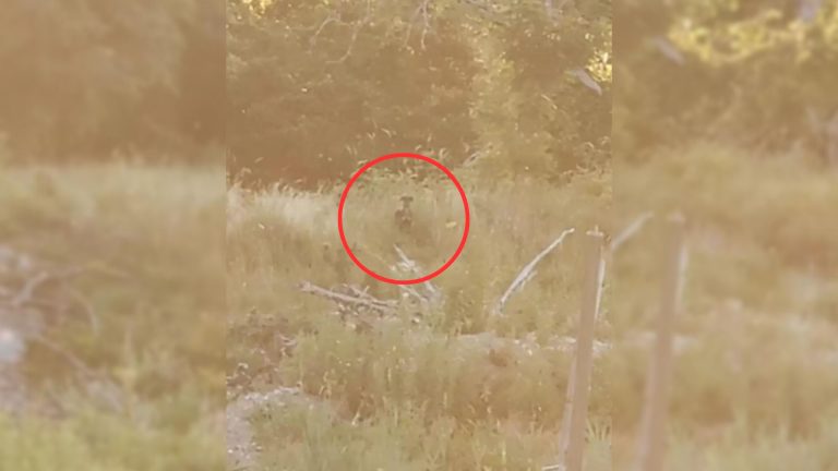photo of the lost dog in distance