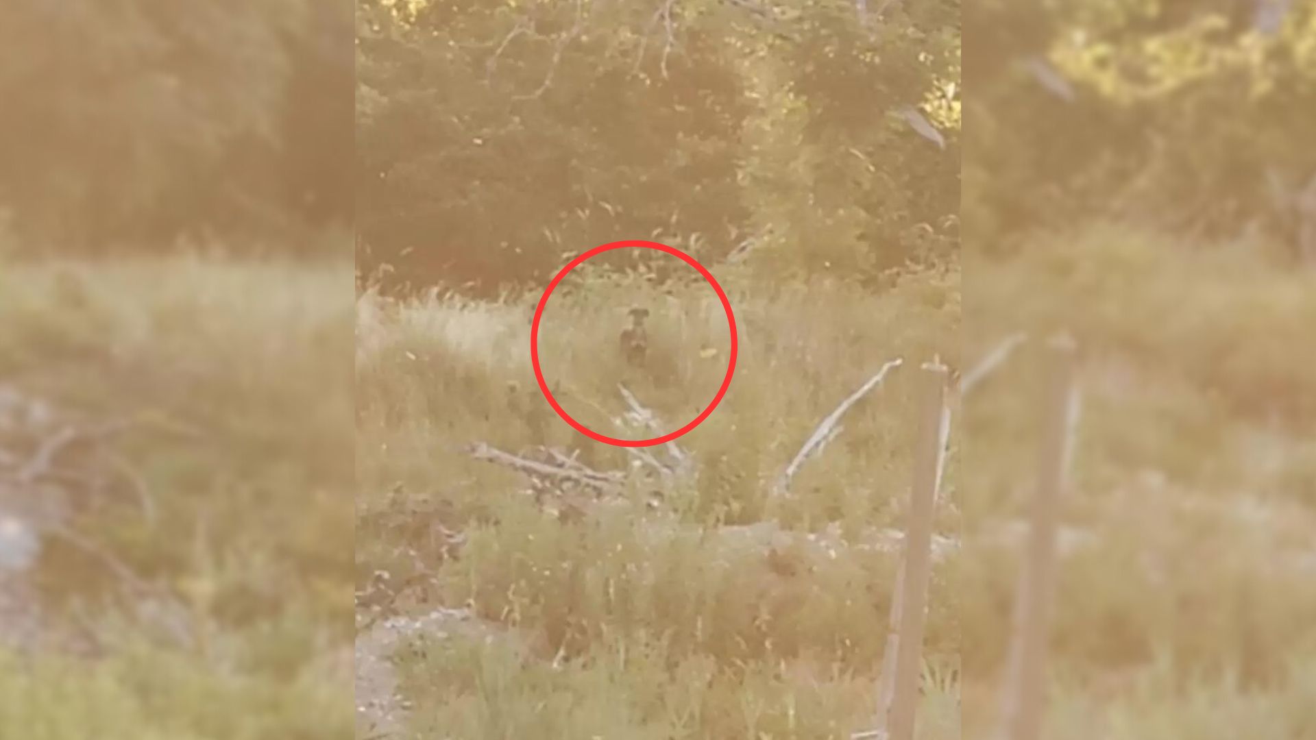 photo of the lost dog in distance