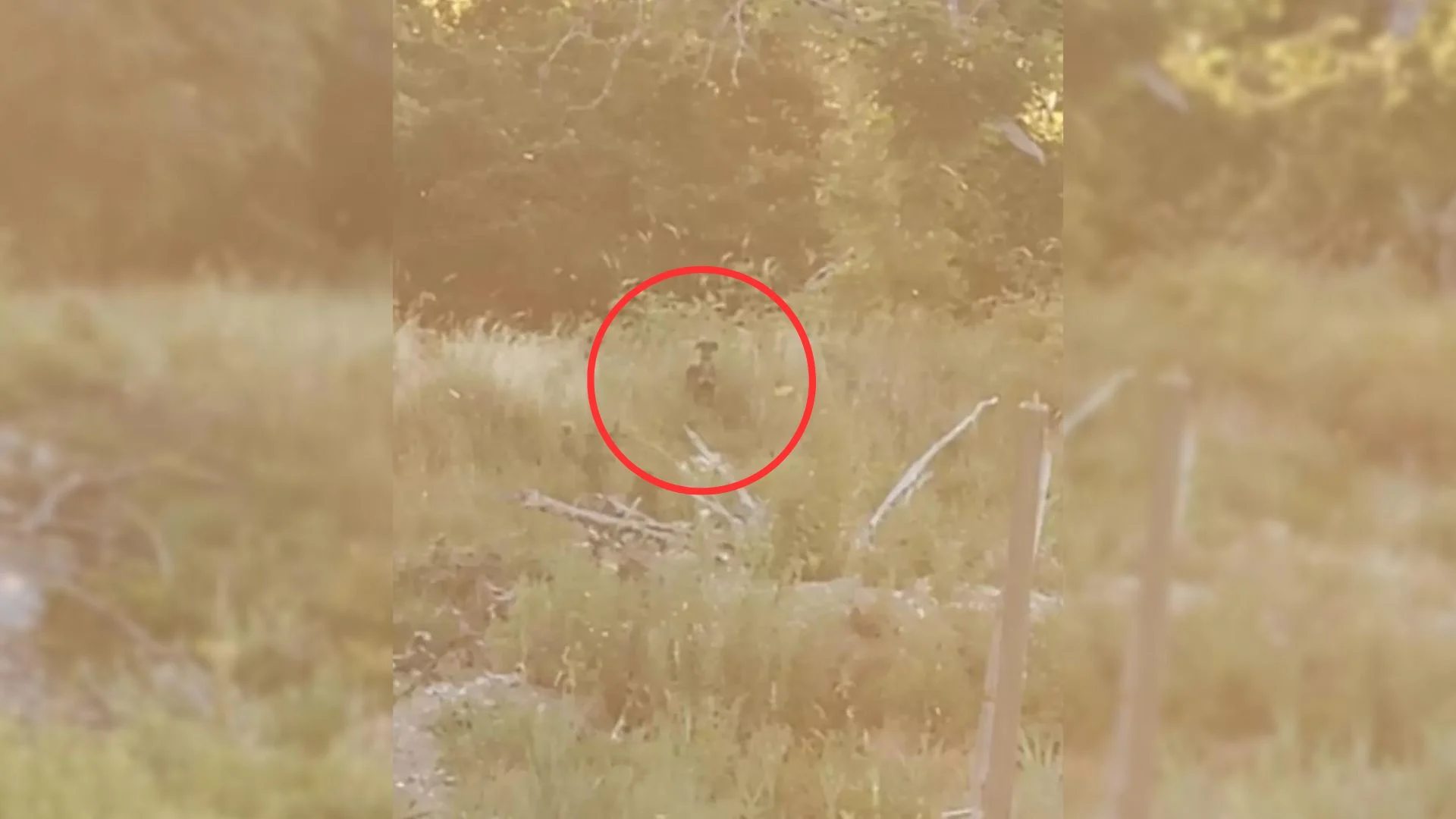 photo of the lost dog in distance
