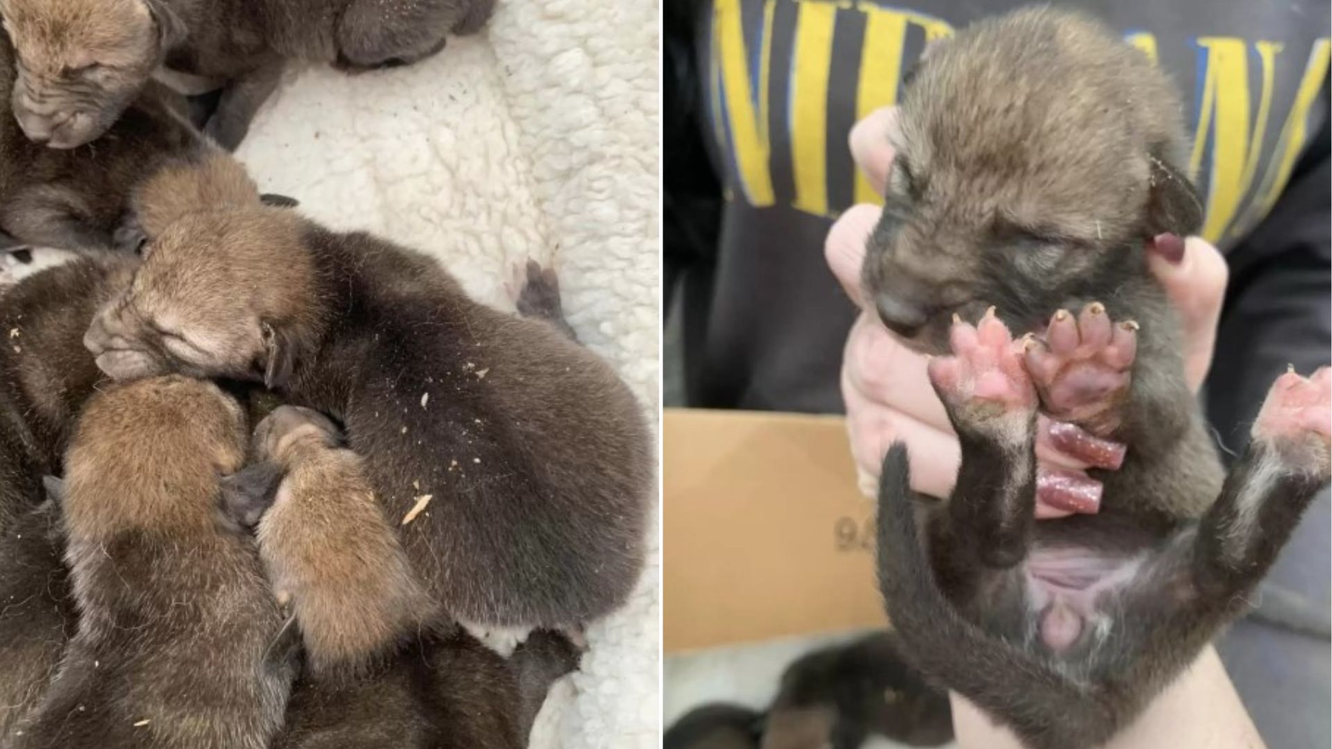 photo of baby coyotes