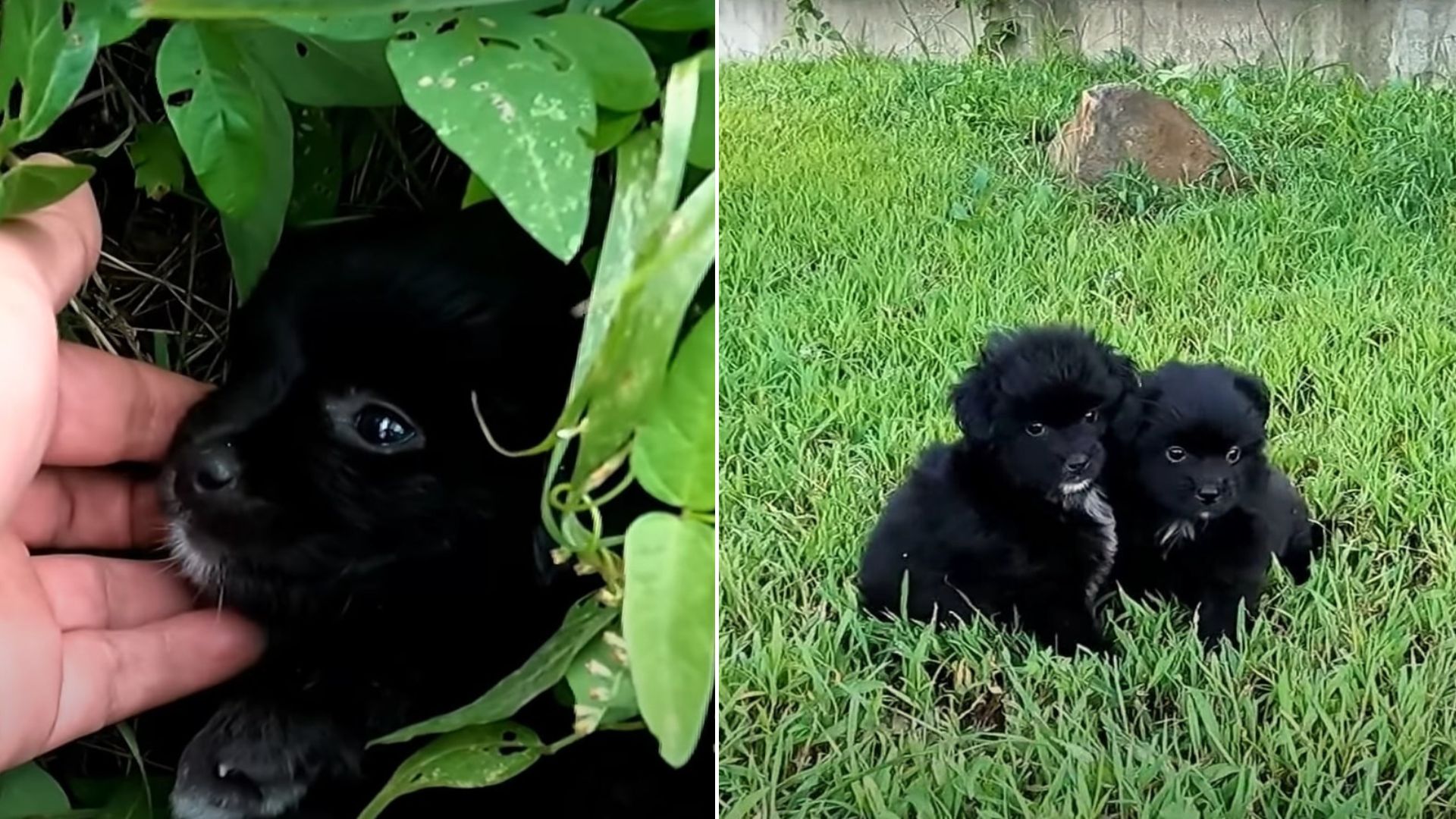 A Pair Of Bonded Siblings Found In The Middle Of Nowhere Get A Second Chance