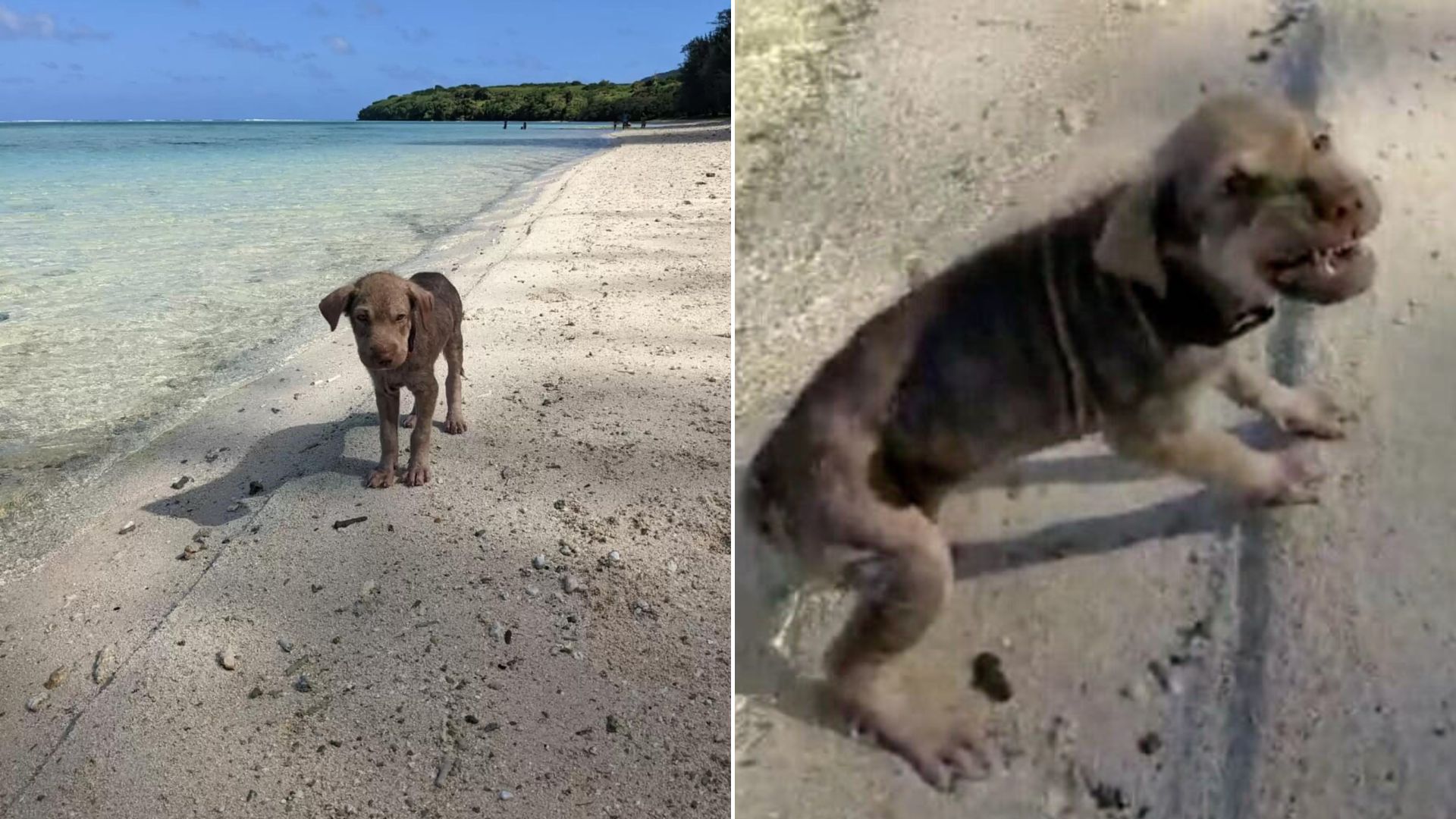 scared puppy on the beach