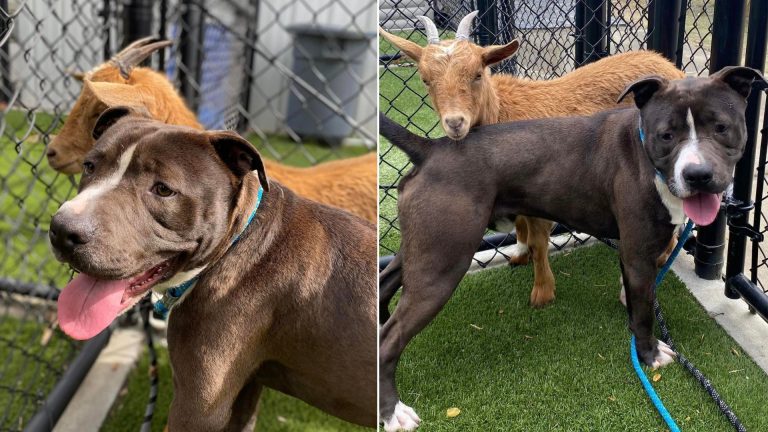 dog and goat