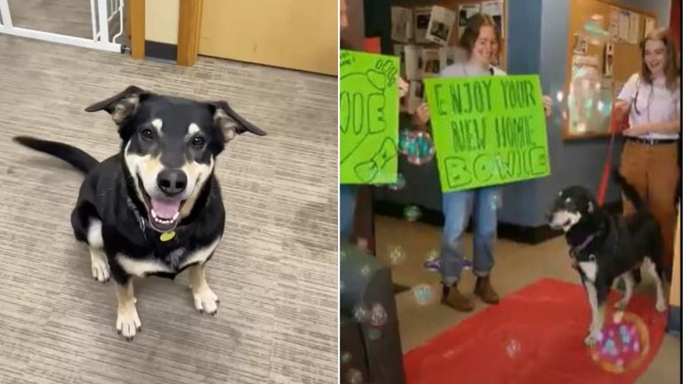 a dog from the shelter walks the red carpet