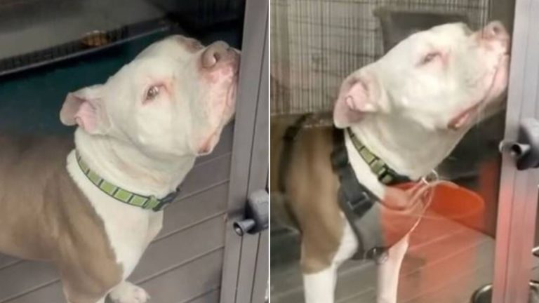 shelter pittie