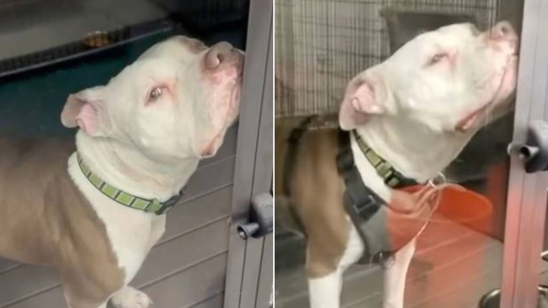 shelter pittie