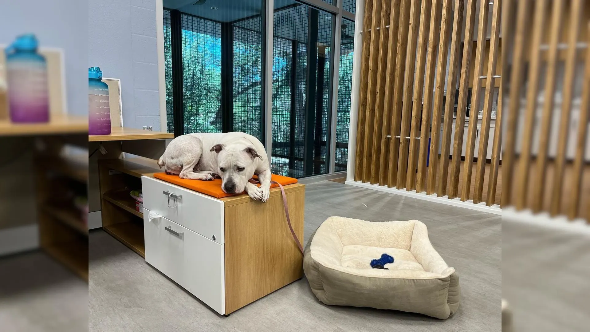 Los trabajadores del refugio se sorprendieron al descubrir que el lugar favorito para dormir de este perro es un escritorio