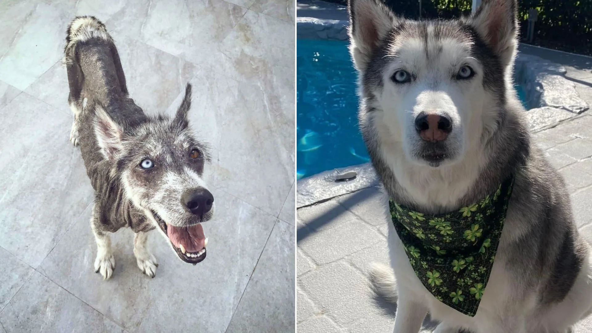 Perro esqueleto con los ojos más bellos curado a la perfección