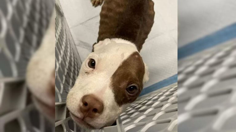 photo of the skinny dog in a crate