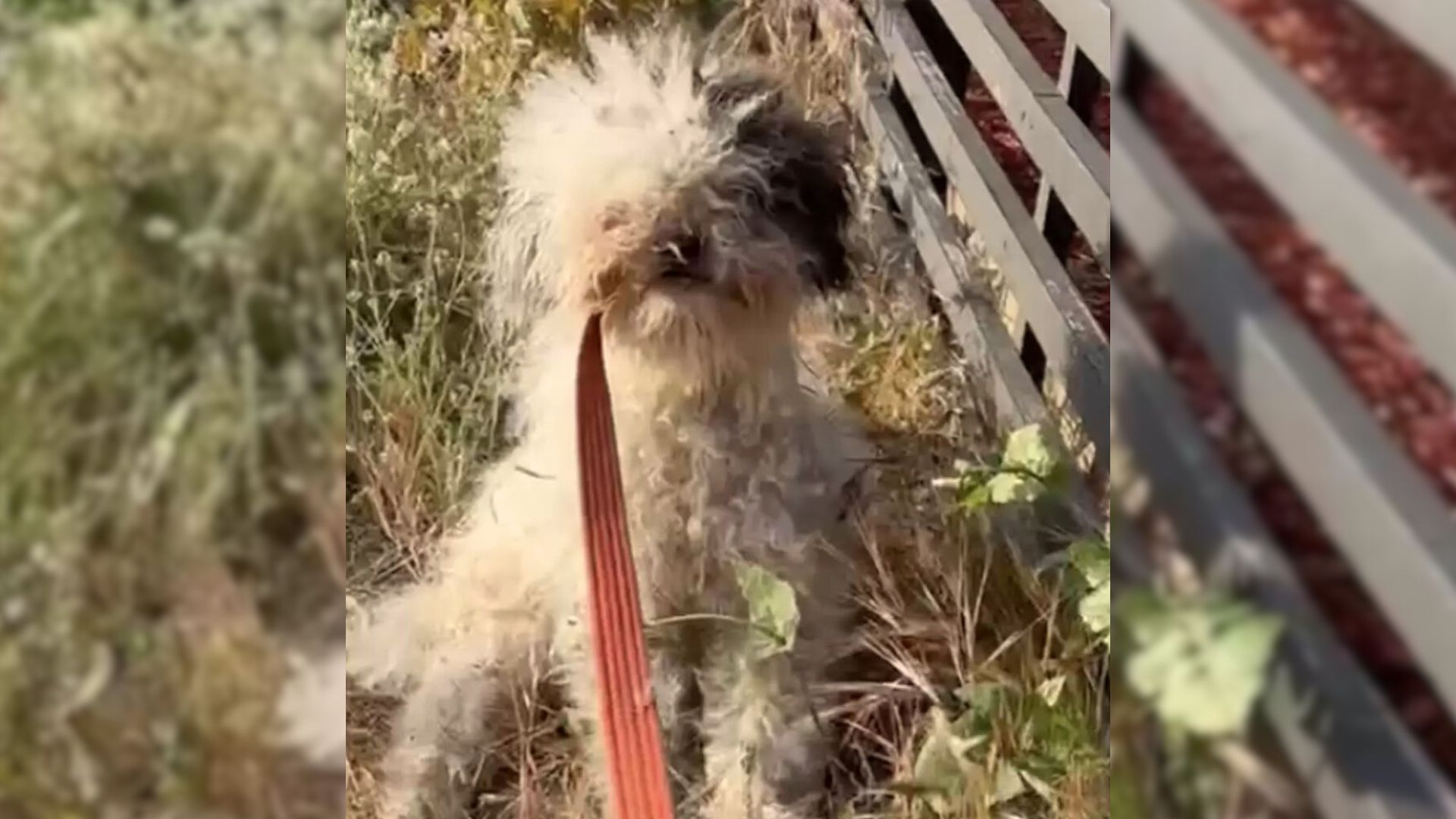 The Sweetest Stray Dog With Severely Matted Coat Shocks Rescuers With Her Secret 