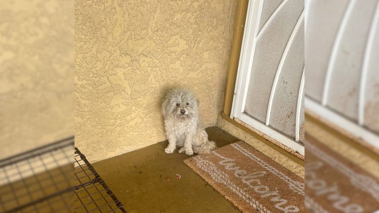 little dog in corner