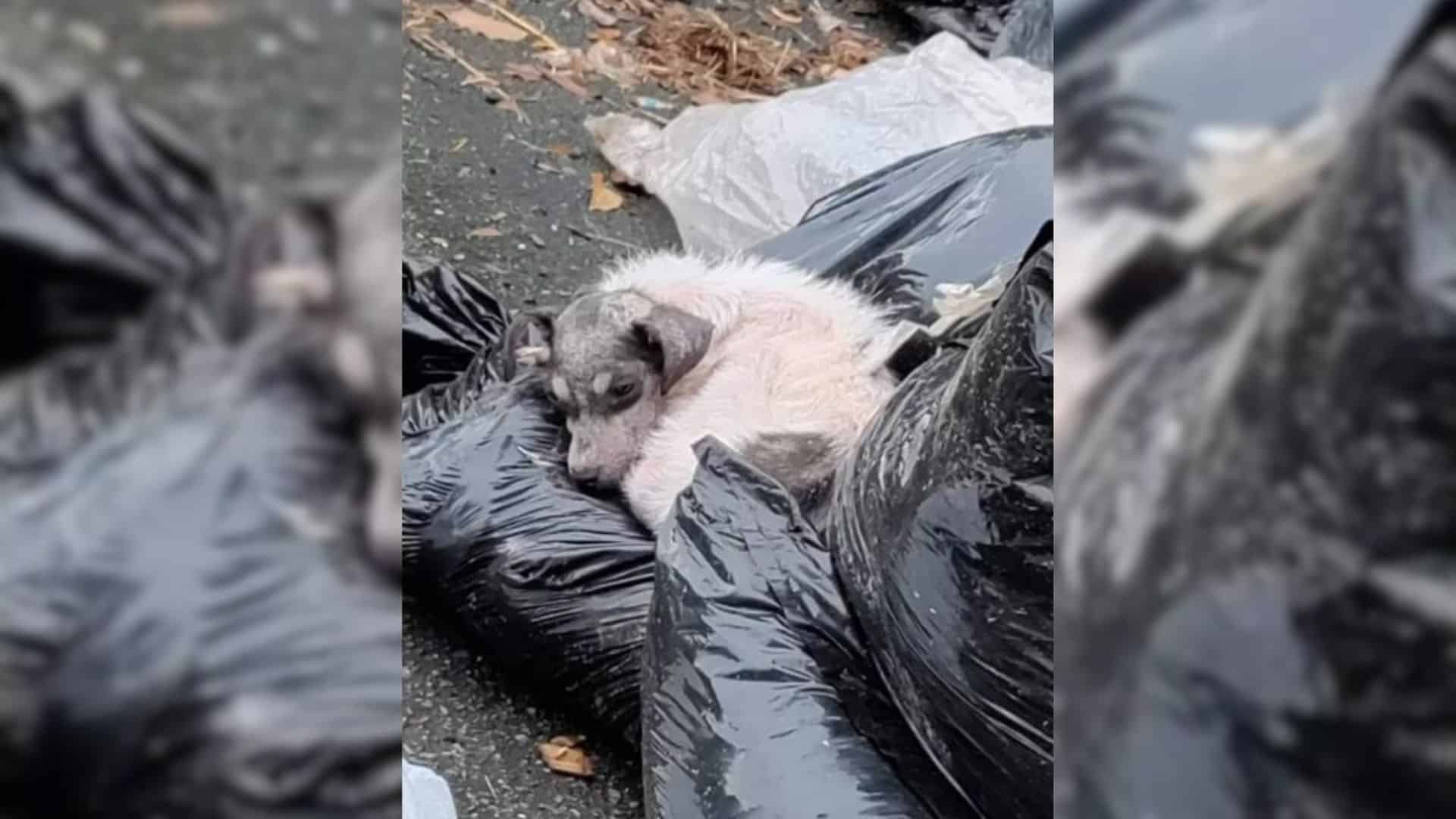 stray dog sleeps on garbage bags