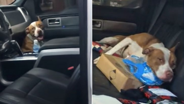Stray Pittie Hops Into A Car And Begs For A Ride To His Furever Home