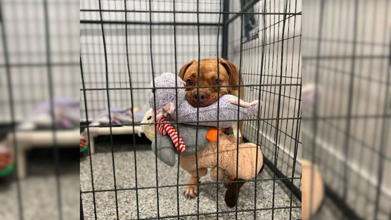 Boxer Mix with incredible talent