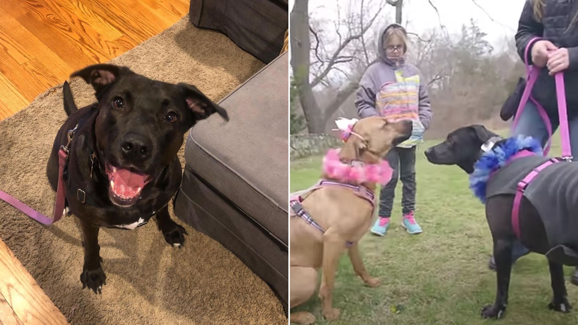 mama dog reunited with her 12 babies