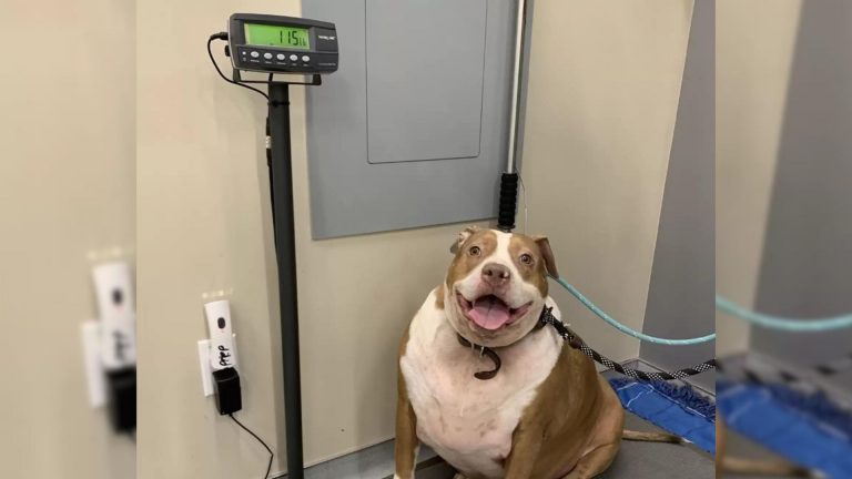 the chubbiest pitbull
