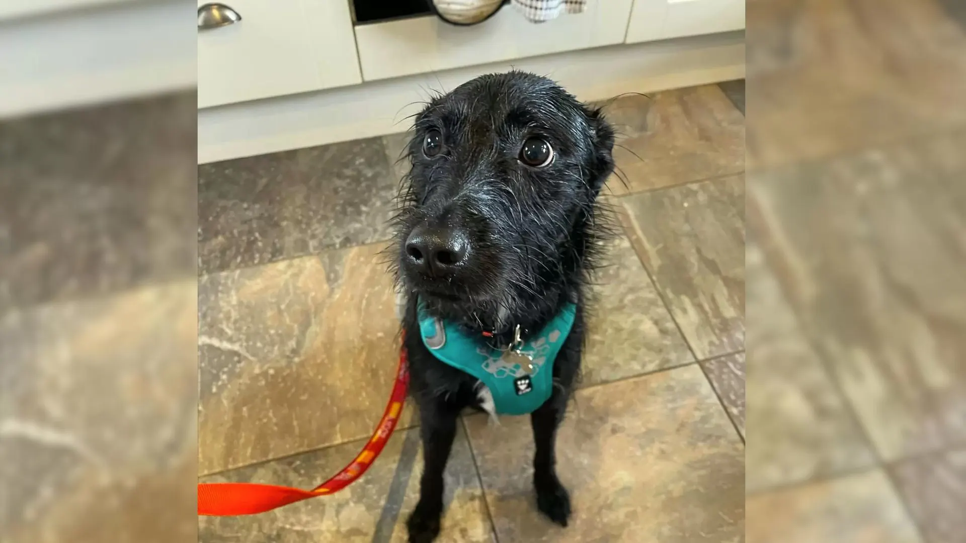 photo of a black dog sitting