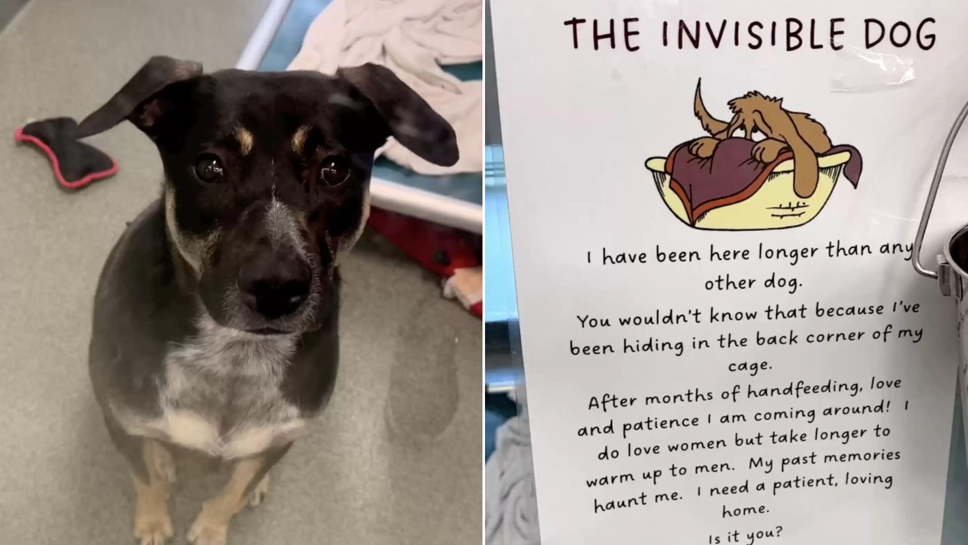 The Heartbreaking Video About ‘The Invisible Dog’