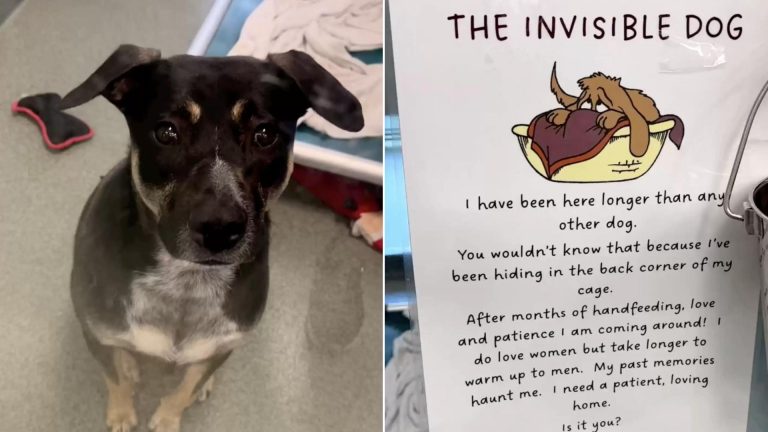 The Heartbreaking Video About ‘The Invisible Dog’
