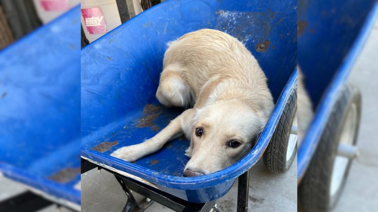 puppy in a wheelbarrow