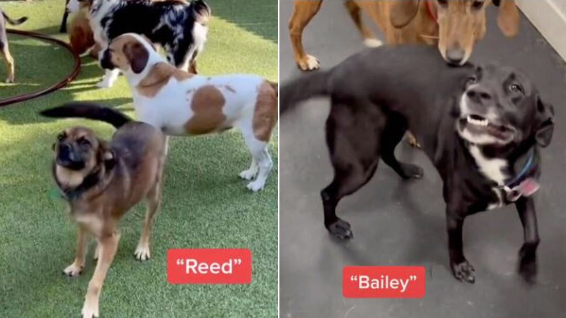 dogs at the doggy daycare