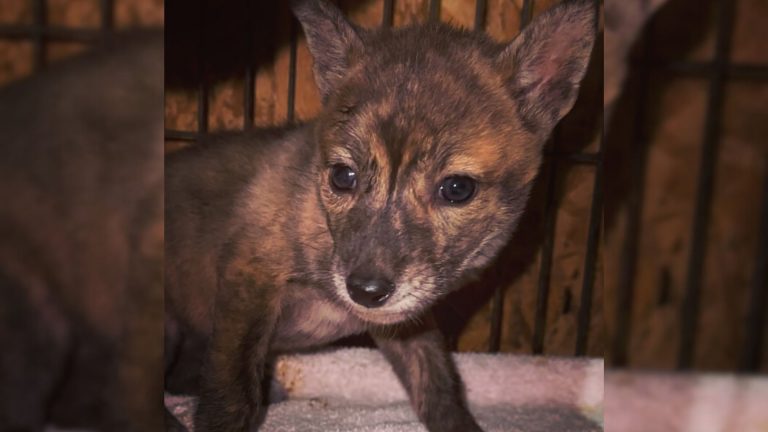 baby mystery animal left everyone puzzled