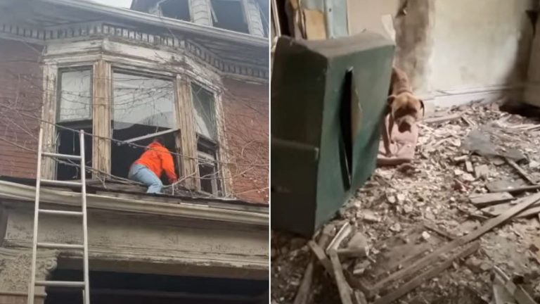 dangerous dog rescue